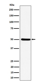 UBA3 Rabbit Monoclonal Antibody
