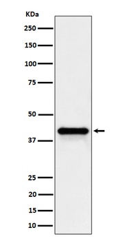 Wnt16 Rabbit Monoclonal Antibody
