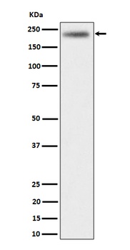 DENN Rabbit Monoclonal Antibody