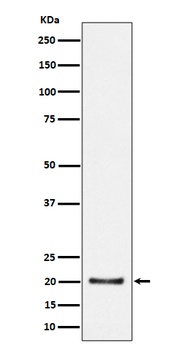 CSN8 Rabbit Monoclonal Antibody