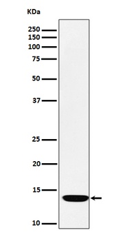 ADX Rabbit Monoclonal Antibody