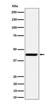 Nodal Rabbit Monoclonal Antibody