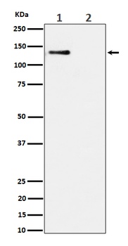 Phospho-MCM2/MCM2 Rabbit Monoclonal Antibody