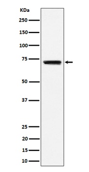 BLNK Rabbit Monoclonal Antibody