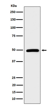 AMSH Rabbit Monoclonal Antibody
