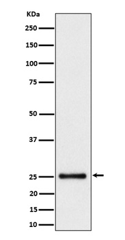 HMG4 Rabbit Monoclonal Antibody