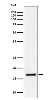Ube2L3/UBCH7 Rabbit Monoclonal Antibody