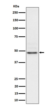 Nck2 Rabbit Monoclonal Antibody