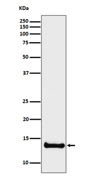 Cystatin B Rabbit Monoclonal Antibody