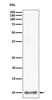 UFM1 Rabbit Monoclonal Antibody