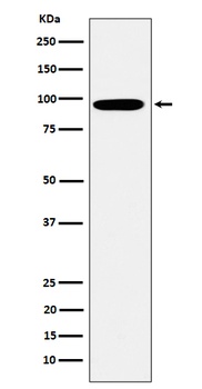 Epsin 1 Rabbit Monoclonal Antibody