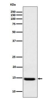 Galectin 1 Rabbit Monoclonal Antibody