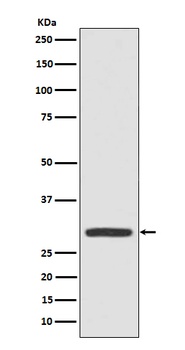 Galectin 3 Rabbit Monoclonal Antibody
