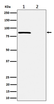 Phospho-Rad17 Rabbit Monoclonal Antibody