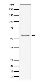 ICAM2/CD102 Rabbit Monoclonal Antibody