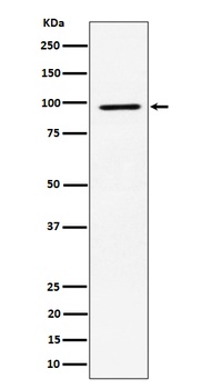 RSK2/RPS6KA3 Rabbit Monoclonal Antibody