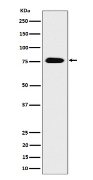 CRTC3 Rabbit Monoclonal Antibody