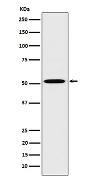 HNF-4-alpha/HNF Rabbit Monoclonal Antibody