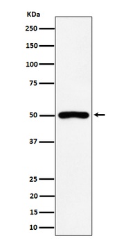 P2Y12 Rabbit Monoclonal Antibody