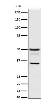Bag1 Rabbit Monoclonal Antibody