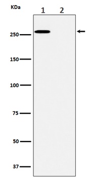 Phospho-ACC/ACC Rabbit Monoclonal Antibody
