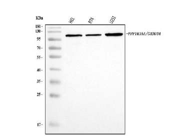 GADD34/PPP1R15A Rabbit Polyclonal Antibody
