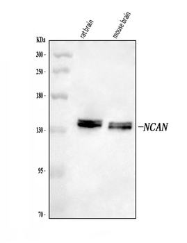 Neurocan/NCAN Rabbit Polyclonal Antibody