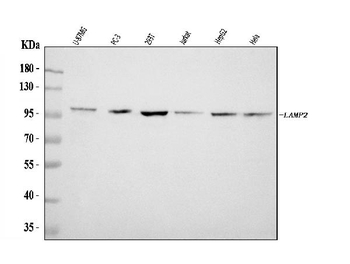 LAMP2 Rabbit Polyclonal Antibody