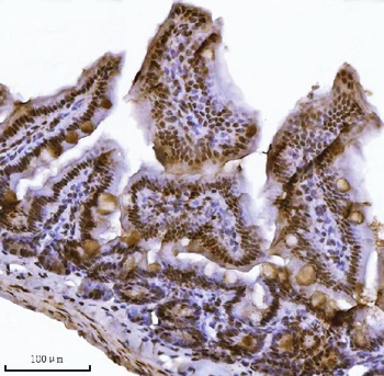 JHDM3A/JMJD2A/KDM4A Rabbit Polyclonal Antibody