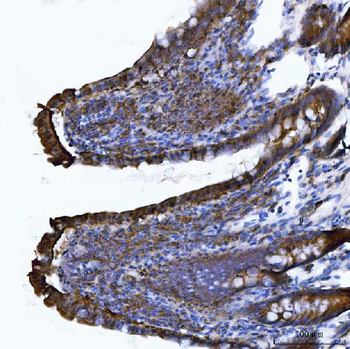 CD103/Itgae Rabbit Polyclonal Antibody