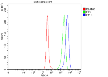 JAM-A/F11R Antibody