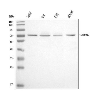 DRP1/DNM1L Antibody