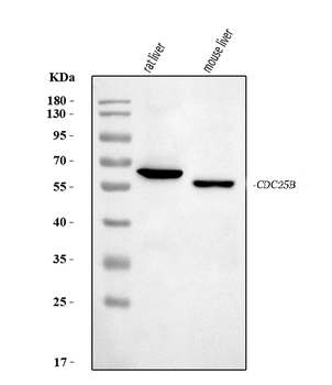 Cdc25b Rabbit Polyclonal Antibody
