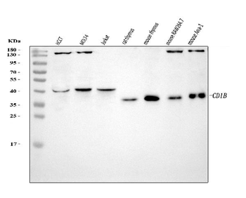 CD1B Antibody