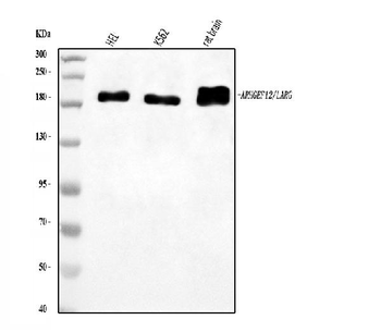 LARG/ARHGEF12 Rabbit Polyclonal Antibody