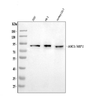 ABP1/AOC1 Rabbit Polyclonal Antibody