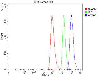 Annexin-4/ANXA4 Antibody