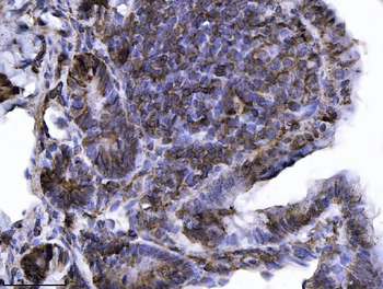 Annexin-4/ANXA4 Antibody