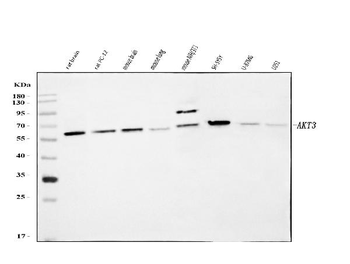 AKT3 Rabbit Polyclonal Antibody