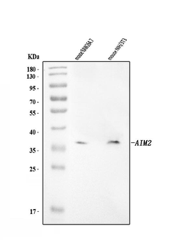 Aim2 Rabbit Polyclonal Antibody
