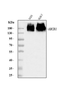 P Glycoprotein/ABCB1 Rabbit Polyclonal Antibody