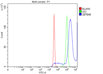 ZBTB48 Rabbit Polyclonal Antibody