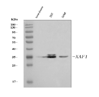 XAF1 Rabbit Polyclonal Antibody