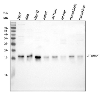 TOMM20 Rabbit Polyclonal Antibody