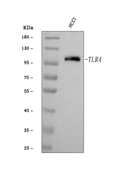 TLR4 Rabbit Polyclonal Antibody