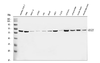 RAD21 Rabbit Polyclonal Antibody