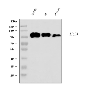 Integrin beta 3/ITGB3 Rabbit Polyclonal Antibody