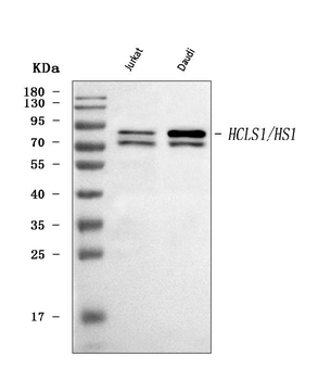 HCLS1 Rabbit Polyclonal Antibody