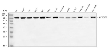 GRASP1/GRIPAP1 Rabbit Polyclonal Antibody