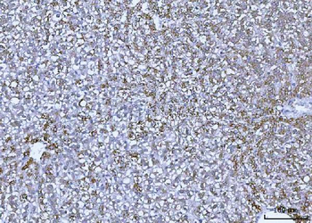 GLUD1/2 Antibody